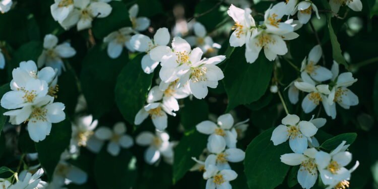 Melhores dicas para plantar jasmins e deixar seu jardim mais perfumado