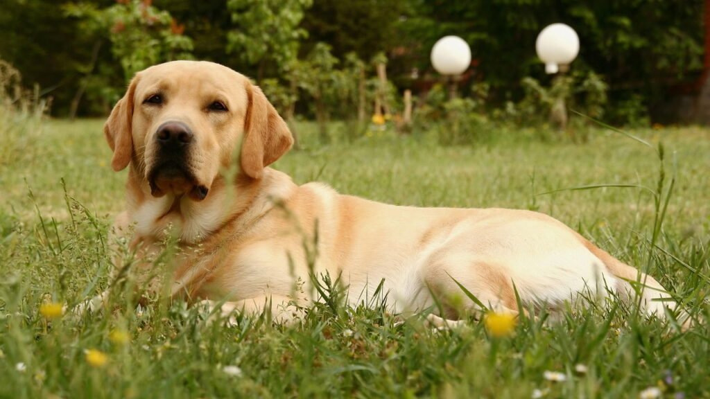 Esses cães protetores estão conquistando cada vez mais lares com crianças