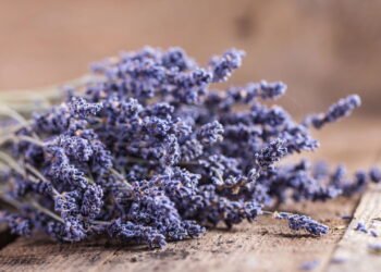 A planta perfumada que relaxa, combate dores e ainda cuida da pele