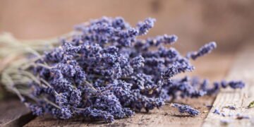 A planta perfumada que relaxa, combate dores e ainda cuida da pele