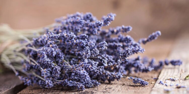 A planta perfumada que relaxa, combate dores e ainda cuida da pele