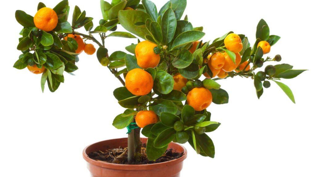 Essas árvores são ideais para plantar em varandas pequenas e urbanas