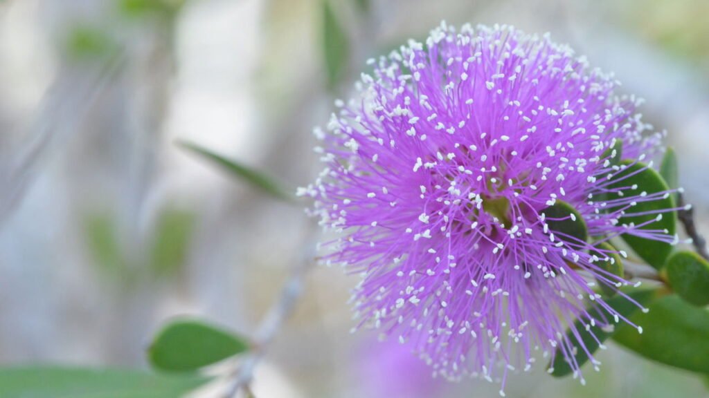 5 plantas essenciais para montar um kit natural de autocuidado