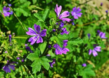 A bebida natural que alivia tosse persistente e traz bem-estar imediato