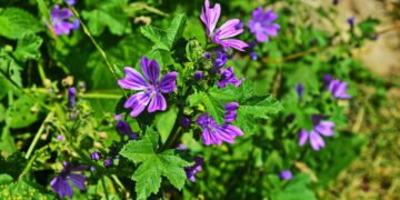 A bebida natural que alivia tosse persistente e traz bem-estar imediato