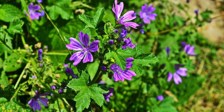 Malva - Créditos: depositphotos.com / weha