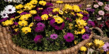 Como escolher flores para climas quentes sem perder cor e vida