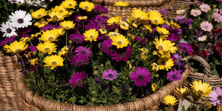 Margarida do cabo - Créditos: depositphotos.com / VictoriaKurylo