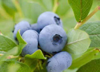 Esta pequena fruta que protege sua visão e combate a fadiga ocular