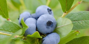 Esta pequena fruta que protege sua visão e combate a fadiga ocular