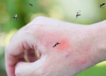 Essas plantas afastam mosquitos e ainda deixam sua casa charmosa