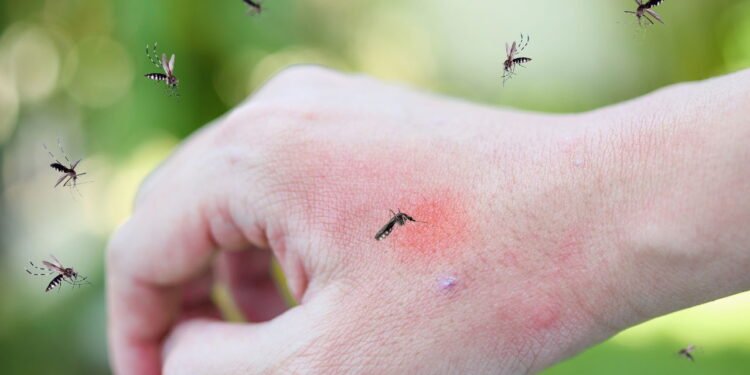 Essas plantas afastam mosquitos e ainda deixam sua casa charmosa