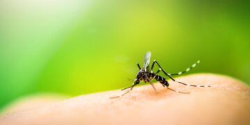 8 aromas naturais que afastam mosquitos e deixam o ar leve