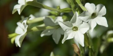 Três flores ideais para cultivar em setembro e deixar o jardim mais bonito