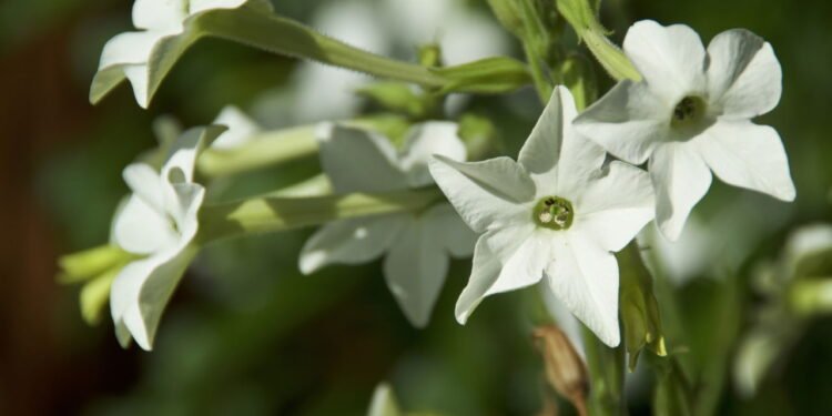 Três flores ideais para cultivar em setembro e deixar o jardim mais bonito