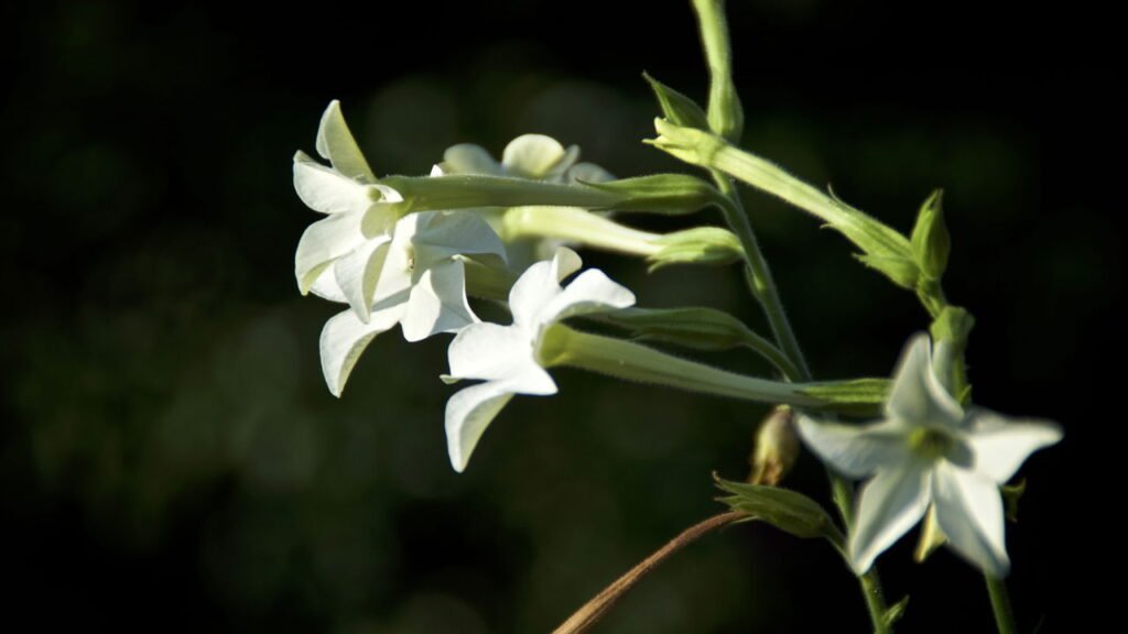 Três flores ideais para cultivar em setembro e deixar o jardim mais bonito