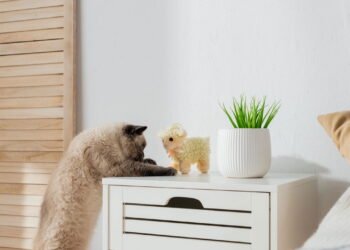 Como se conectar com seu gato e manter o bem-estar da família