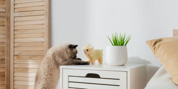 Como se conectar com seu gato e manter o bem-estar da família