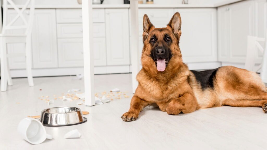 Esses cães protetores estão conquistando cada vez mais lares com crianças