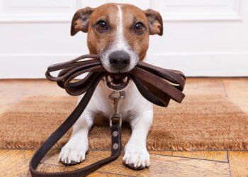 Veja como o passeio diário melhora saúde física e mental do pet segundo veterinários