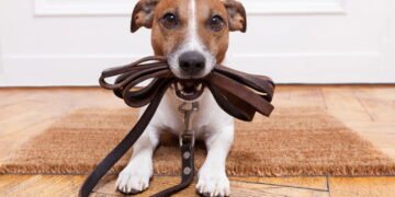 Veja como o passeio diário melhora saúde física e mental do pet segundo veterinários