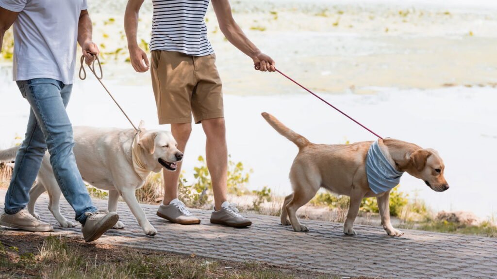 Veja como o passeio diário melhora saúde física e mental do pet segundo veterinários