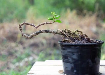 Essas árvores são ideais para plantar em varandas pequenas e urbanas