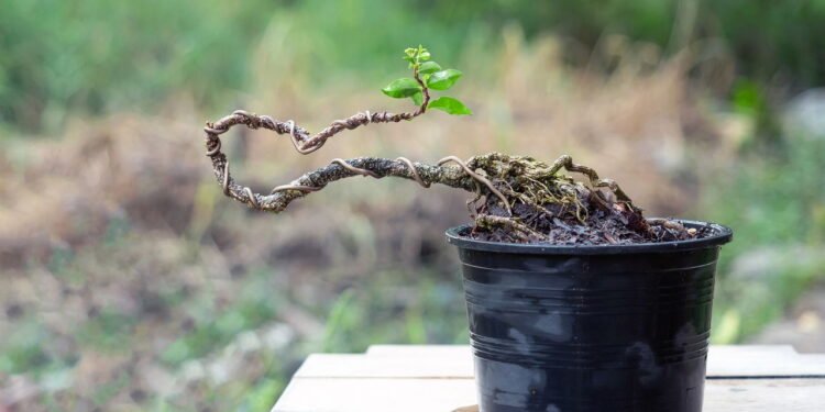 Essas árvores são ideais para plantar em varandas pequenas e urbanas