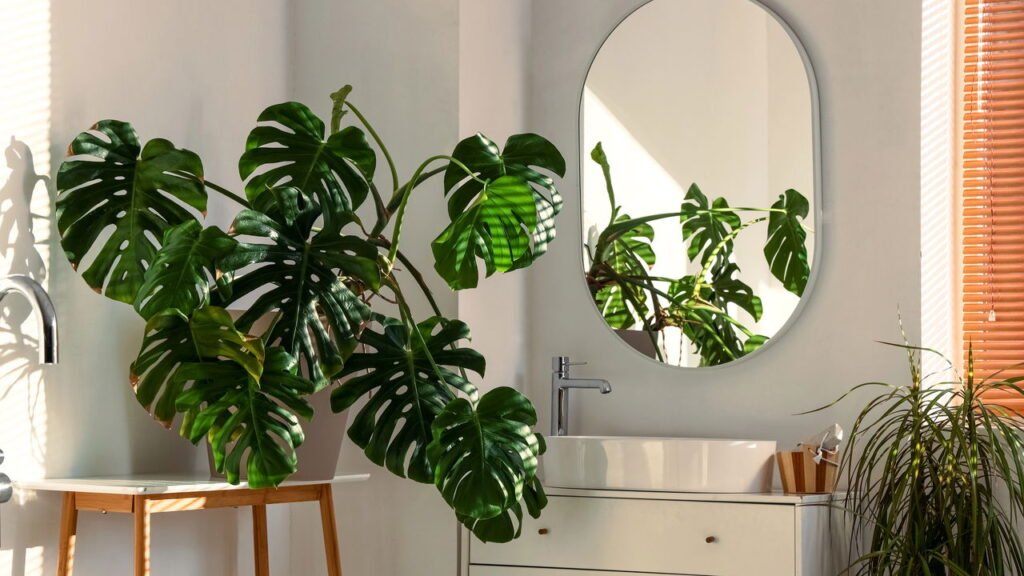 A planta resistente que renova banheiros e ainda decora com estilo