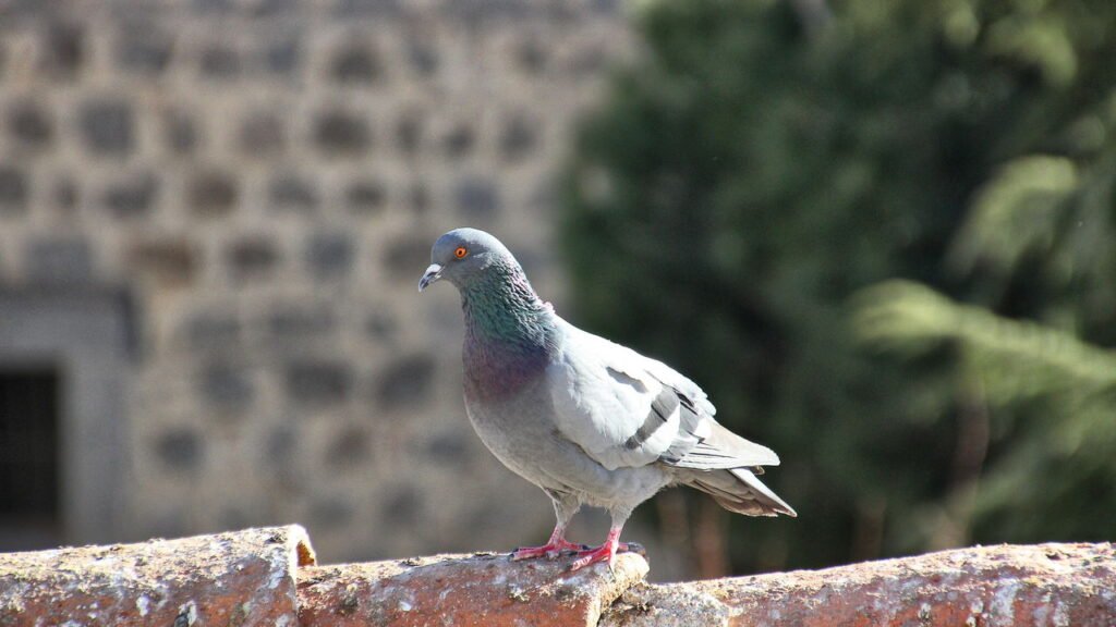 Sua casa livre de pombos indesejados com esses truques infalíveis