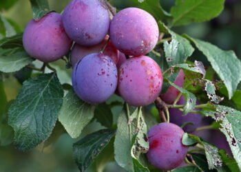 A fruta desidratada poderosa que poucos conhecem