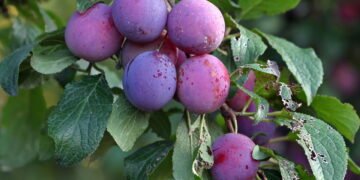 A fruta desidratada poderosa que poucos conhecem