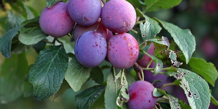 A ameixa seca é produzida a partir da Prunus domestica - Créditos: depositphotos.com / sgoodwin4813