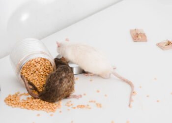 Como afastar ratos da sua casa utilizando essa simples folha