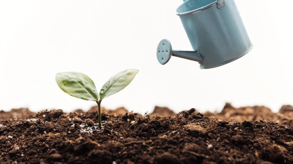 O segredo para cuidar da jiboia e conseguir folhas grandes e cheias de vida