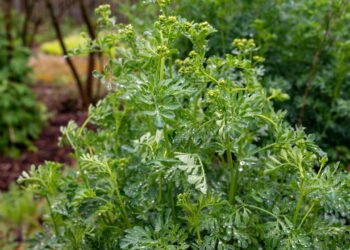 Essas plantas estão sendo usadas como barreira contra más vibrações