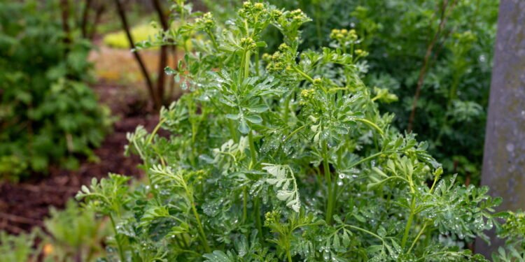 Essas plantas estão sendo usadas como barreira contra más vibrações