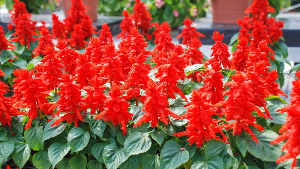 A flor mais charmosa da primavera para atrair beija-flor ao jardim