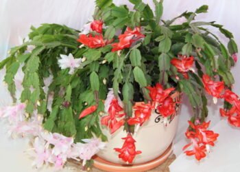 Cuidados essenciais para a flor-de-maio crescer forte e florida