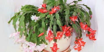 Cuidados essenciais para a flor-de-maio crescer forte e florida