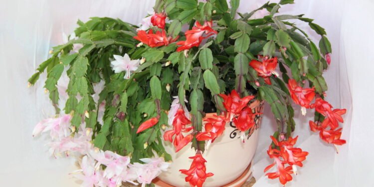 O local ideal para o cultivo da flor-de-maio deve simular o ambiente - Créditos: depositphotos.com / alexmak72427