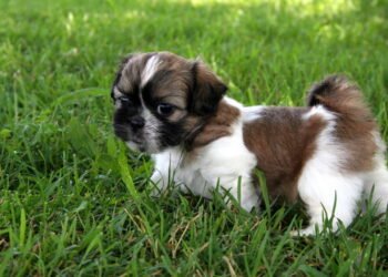 Raças de cães que vivem mais tempo e como prolongar a saúde do seu pet
