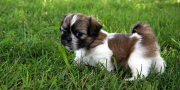 Raças de cães que vivem mais tempo e como prolongar a saúde do seu pet