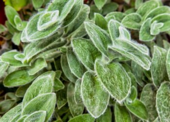 À primeira vista parece teia, mas é pura elegância essa suculenta