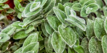 À primeira vista parece teia, mas é pura elegância essa suculenta