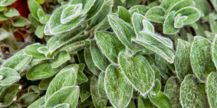 Planta felpuda - Créditos: depositphotos.com / onlyfabrizio