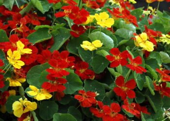 A flor mais completa que fortalece e ainda embeleza seu prato