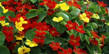 A flor mais completa que fortalece e ainda embeleza seu prato