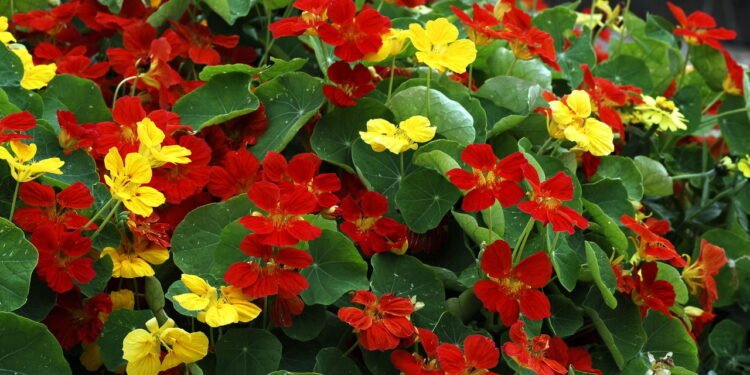 A flor mais completa que fortalece e ainda embeleza seu prato