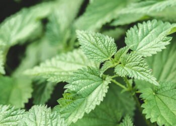 A planta mais eficaz para dores renais e saúde da próstata segundo estudos